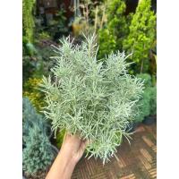 ราคา ต้นคลูลิ่ง Curry plant โรสเมรี่ขาว (21782768540)