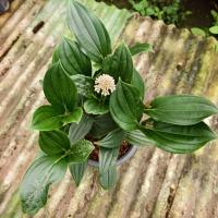 ราคา ไข่มุกอันดามัน ไม้ดอกสีสวย (42168787497)