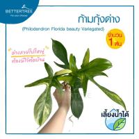 ราคา ก้ามกุ้งด่าง (จำนวน 1 ต้น) เลี้ยงน้ำได้ ต้นไม้มงคล ต้นไม้ฟอกอากาศ (40960919134)