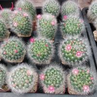 ราคา แมมขนแมว แคคตัสขนแมว (14948650628)