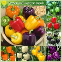 ราคา เมล็ดพันธุ์ พริกหวาน เมล็ดพริกหยวก 50 เมล็ด Bonsai Bell Pepper Plant Seed Sweet Pepper Seeds for Planting เมล็ดพันธุ์ผัก (28031813623)