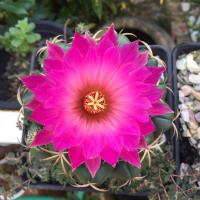 ราคา แคคตัส seed เมล็ดพันธุ์ ช้างแคคตัส (7764979400)