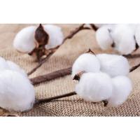 ราคา เมล็ดฝ้ายดอกใหญ่ พันธุ์ ฝ้าย ดอกใหญ่ (21046520124)