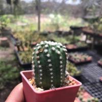 ราคา อิชินอปซิส แคคตัส Echinopsis cactus (1919046566)