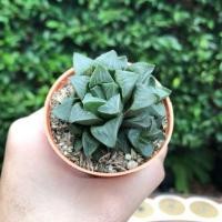 ราคา ไม้อวบน้ำ ฮาโวเทีย (7019709055)