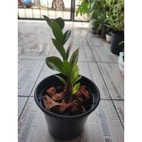 ราคา กวักมรกตเขียว กำลังแตกใบอ่อน กระถาง 5" (10193288481)