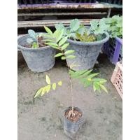 ราคา ต้นปลาไหลเผือกเป็นยาไม้รากเดียว ต้นปลาไหลเผือนกหรือโสมเทวดา หรือพญานาคราช ต้นละ 89 บาท (23964274627)