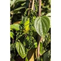 ราคา 【สวนเครื่องเทศระดับเชฟ】เมล็ดพันธุ์พริกไทยดำ 15 เมล็ด | ปลูกง่ายเป็นไม้เลื้อย เก็บผลสดมาทำพริกไทยสดหรือตากแห้งได้เอง (51103226860)