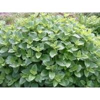 ราคา เมล็ด เลม่อนบาล์ม (สะระแหน่ฝรั่ง) - Lemon Balm (135813749)