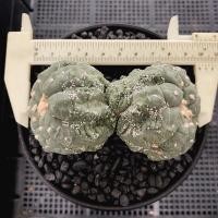 ราคา แอสโตรลิซาร์ดสกิน แฝดรากเดียว ไม้เมล็ด (ส่งเคาะราก) (15781328559)