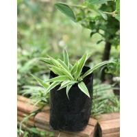 ราคา ต้นเศรษฐีเรือนนอก ไม้มงคล ต้นละ 18 บาท (20787332326)