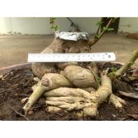 ราคา เพรมน่าไต้หวัน ไม้สำหรับสร้างบอนไซ (42570517413)