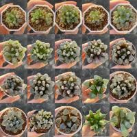 ราคา ไม้อวบน้ำ ฮาโวเทีย Haworthia (3455434473)