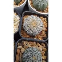 ราคา แอสโตรไฟตั้ม แอสโตรซุปเปอร์เชื้อวี (5388434094)