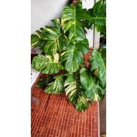 ราคา พลูด่าง(ยัก)ต้นพลูด่าง (10625107359)