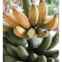 ราคา หน่อพันธุ์กล้วยนางพญา (8303990775)