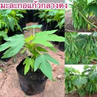 ราคา ต้นมะละกอเตี้ยพันธุ์แก้วกลางดง ต้นเป็นกอลูกดก 1ชุด3ต้น150บาท (44063610913)