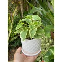 ราคา ต้นพลูงาช้างด่างแคระ (9923317434)