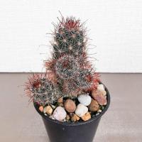 ราคา แมมหนามตะขอ (Mammillaria​ Beneckei)​ (17239474802)