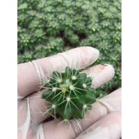 ราคา ถังทอง2-5 cm. ไม้เพาะเมล็ด#ไม้ไทย#แคคตัสราคาถูก# แคคตัสถังทอง (Golden barrel cactus)# กระบองเพชร # พืชทนแล้ง # ต้นไม้ (9751946998)