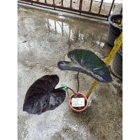 ราคา colocasia black coral.โคโลคาเซีย แบล็คโครอล (16301184047)