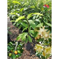 ราคา ต้นพิกุล ไม้ให้ร่มเงา ดอกกลิ่นหอม พิกุล ต้นพิกุล ดอกพิกุลหอม (25113785821)