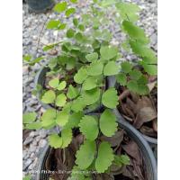 ราคา เฟิร์นก้านดำผูกโบว์เฟิร์นก้านดำผูกโบว์่น่ารักๆ (8873870391)