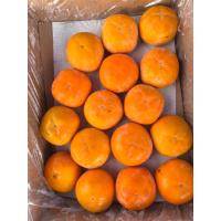 ราคา พลับหวานนำเข้าไซต์ จัมโบ้ 6 ลูก / 12 ลูก นำเข้า(พร้อมส่งในไทย) สดใหม่ ล็อต/ล็อต (49500733657)