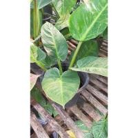 ราคา ต้นเศรษฐีรวยทรัพย์ ไม้มงคล (24068533302)