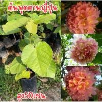 ราคา ต้นพุดตานญี่ปุ่น สูง50เซน ต้นสวย พร้อมปลูก (24222551135)