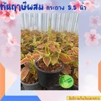 ราคา ฤาษีผสม ต้นฤาษีผสม ฤษีผสม coleus ไม้มงคล ไม้ใบ สีสวยสดใสเปลี่ยนสีได้ตามฤดูกาล (12108995743)