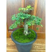 ราคา บอนไซ เกล็ดปลาหมอ ตอใหญ่ (28157400821)