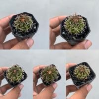 ราคา เมโลแคระ (Melocactus Matanzanus) (56353003931)