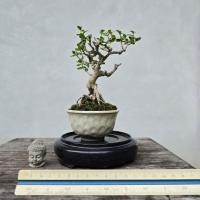 ราคา บอนไซเพรมน่า บอนไซไม้จิ๋ว (43022865500)
