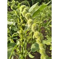 ราคา ต้นพันธุ์ ผักโขมเขียว ผักโขมแก้ว โขมเขียว พร้อมปลูกในถุงดำ 29บาท (28030144883)