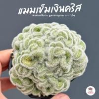 ราคา แมมเข็มเงินคริส แมมสมองเขียว คริสตาต้า Mammillaria geminispina cristata แคคตัส กระบองเพชร cactus&succulent (3246408282)
