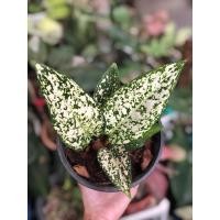 ราคา อโกลนีมามรดกโลก / Aglaonema world of heritage (7693744371)