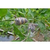 ราคา กิ่งตอนมะนาว พันธุ์ทูลเกล้า (4888831717)