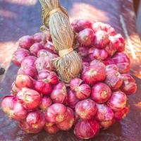 ราคา หอมแดงศรีสะเกษ หอมแดงศรีสะเกษ แห้งมัดจุด,คุณภาพและราคาถูก ขนาดครึ่งกิโล หัวสวย (55251194441)