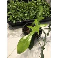 ราคา ฟิโลเดรนเดรนก้ามกุ้ง (18932338160)