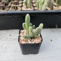 ราคา แคคตัสหูกระต่าย/มิกกี้เมาส์ (19977695949)