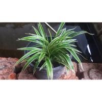 ราคา ต้นเศรษฐีเรือนนอก​พร้อมกระถาง (10010816904)