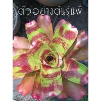 ราคา หน่อสับปะรดสีNeo.ring of fire (13733395660)