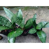 ราคา ต้นลิ้นมังกรแคระ(ส่งพร้อมกระถาง) #ต้นลิ้นมังกรแคระ (20968413860)