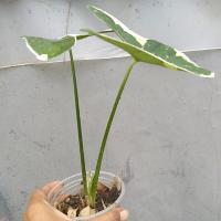 ราคา ต้นถุงเงินถุงทอง..ไม้มงคล (5771058509)