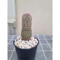 ราคา เรนโบว์ แคคตัส ไม้เมล็ด อยู่ในกระถางขนาด 3 นิ้ว (43554974473)