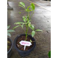 ราคา ต้นพันธุ์ หนุมานประสานกาย พร้อมปลูกต้นละ 159 บาท ว่านอ้อยช้าง (25474723603)