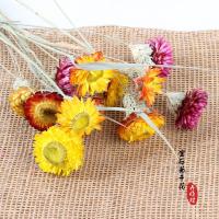 ราคา หยุนหนาน ดอกไม้แห้ง ดอกเก๊กฮวยก้านข้าวสาลี เดซี่ขนาดเล็ก ดอกไม้แห้ง ดอกเก๊กฮวยหลากสี ช่อดอกไม้ (55752168098)