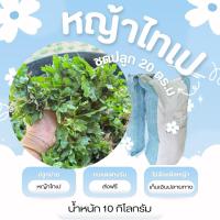 ราคา หญ้าไทเป 10กิโลกรัม ส่งฟรี (40403576883)