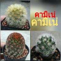 ราคา ต้นกระบองเพชร แคคตัส ยิมโน คามิเน่เหลือง คามิเน่แดง คามิเน่ขาว (5702513044)